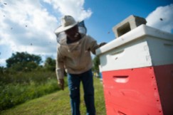 Jay Kirkman watches as bees fly around one of his hives. 10kyind01E